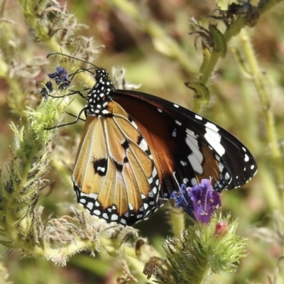 Danaus petilia (Lesser wanderer) at Wingecarribee Local Government Area - 15 Feb 2022 by GlossyGal