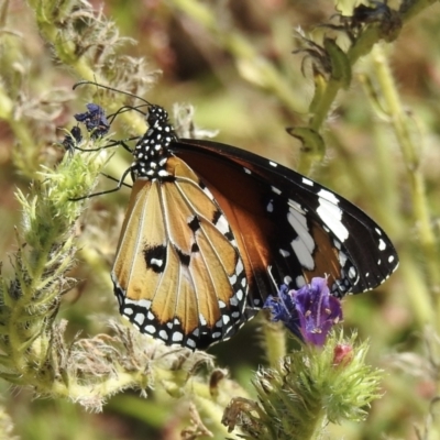 Danaus petilia (Lesser wanderer) at Canyonleigh - 15 Feb 2022 by GlossyGal