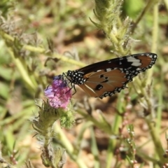 Danaus petilia at Canyonleigh, NSW - 15 Feb 2022