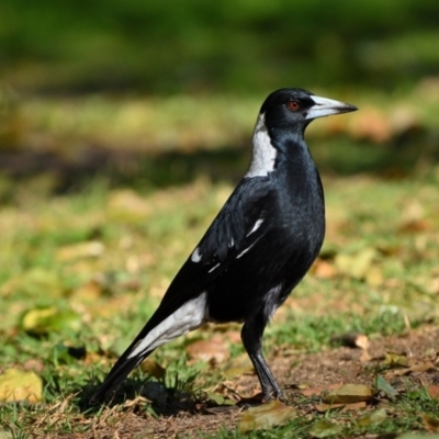 Gymnorhina tibicen (Australian Magpie) at Wollondilly Local Government Area - 11 Jun 2023 by Freebird