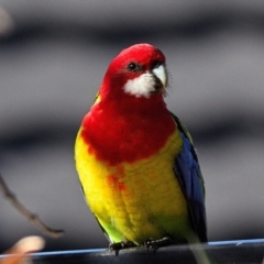 Platycercus eximius (Eastern Rosella) at Wollondilly Local Government Area - 17 Jun 2023 by Freebird
