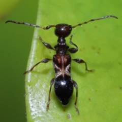 Ochyra sp. (genus) (Longhorn beetle) at Wellington Point, QLD - 20 Jun 2023 by TimL