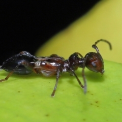 Ochyra sp. (genus) at suppressed - suppressed