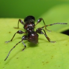 Ochyra sp. (genus) at suppressed - 20 Jun 2023