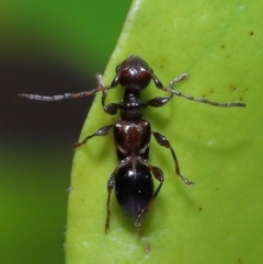 Ochyra sp. (genus) at suppressed - 20 Jun 2023