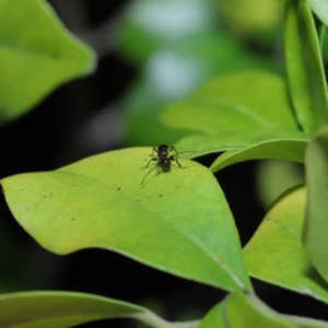 Ochyra sp. (genus) at suppressed - suppressed
