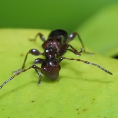 Ochyra sp. (genus) (Longhorn beetle) at Wellington Point, QLD - 20 Jun 2023 by TimL