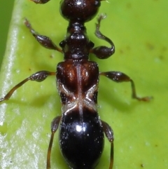 Ochyra sp. (genus) at suppressed - suppressed