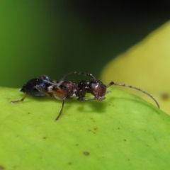 Ochyra sp. (genus) at suppressed - suppressed