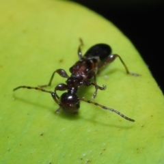 Ochyra sp. (genus) at suppressed - suppressed