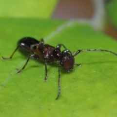 Ochyra sp. (genus) at suppressed - suppressed