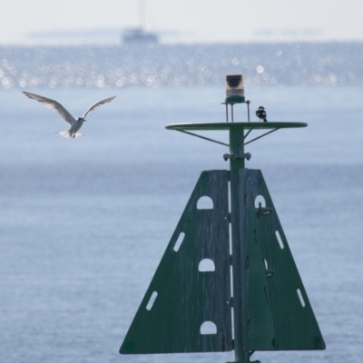 Thalasseus bergii (Crested Tern) at Cleveland, QLD - 18 Jun 2023 by TimL