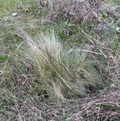 Nassella trichotoma (Serrated Tussock) at Watson, ACT - 19 Jun 2023 by waltraud