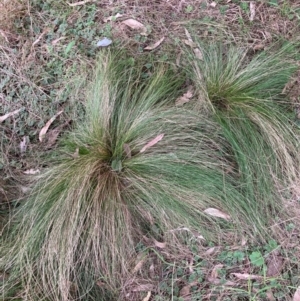 Nassella trichotoma at Watson, ACT - 19 Jun 2023