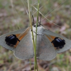 Gastrophora henricaria (Fallen-bark Looper, Beautiful Leaf Moth) at Conder, ACT - 20 Nov 2014 by MichaelBedingfield