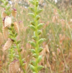 Microtis sp. (Onion Orchid) at Bowning, NSW - 11 Dec 2022 by michaelb