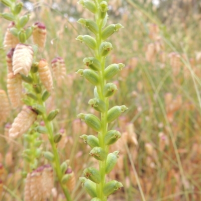 Microtis sp. (Onion Orchid) at Bowning, NSW - 11 Dec 2022 by michaelb