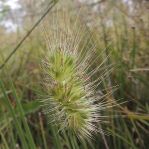 Cynosurus echinatus at Bowning, NSW - 11 Dec 2022 03:04 PM