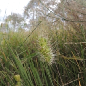 Cynosurus echinatus at Bowning, NSW - 11 Dec 2022 03:04 PM