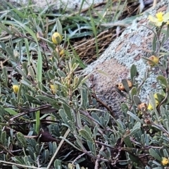 Hibbertia obtusifolia (Grey Guinea-flower) at The Pinnacle - 19 Jun 2023 by sangio7