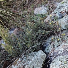 Hibbertia obtusifolia at Hawker, ACT - 20 Jun 2023