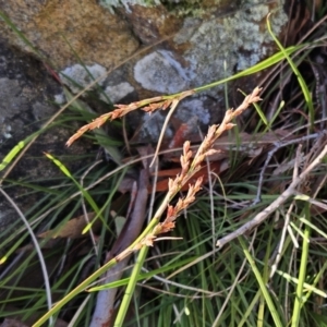 Lepidosperma laterale at Hawker, ACT - 20 Jun 2023