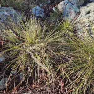 Lepidosperma laterale at Hawker, ACT - 20 Jun 2023