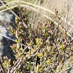 Brachyloma daphnoides (Daphne Heath) at Hawker, ACT - 19 Jun 2023 by sangio7