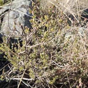 Brachyloma daphnoides at Hawker, ACT - 20 Jun 2023