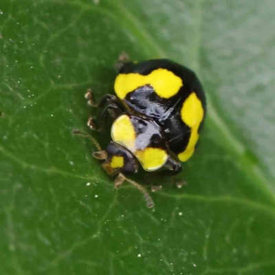 Illeis galbula (Fungus-eating Ladybird) at Sullivans Creek, Turner - 6 Apr 2023 by ConBoekel