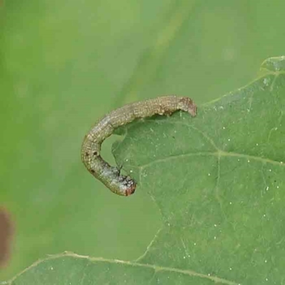 Unidentified Geometer moth (Geometridae) at Turner, ACT - 6 Apr 2023 by ConBoekel