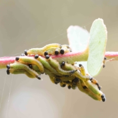 Pseudoperga sp. (genus) (Sawfly, Spitfire) at Turner, ACT - 6 Apr 2023 by ConBoekel