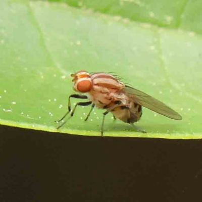 Sapromyza brunneovittata (A lauxid fly) at Sullivans Creek, Turner - 6 Apr 2023 by ConBoekel