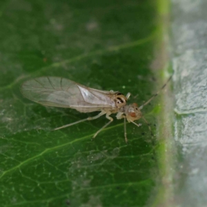 Psocodea 'Psocoptera' sp. (order) at Turner, ACT - 6 Apr 2023