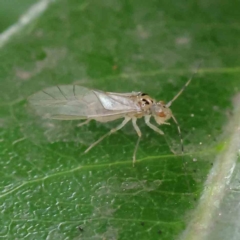 Psocodea 'Psocoptera' sp. (order) at Turner, ACT - 6 Apr 2023 04:04 PM