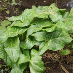 Arum italicum (Italian Arum) at Sullivans Creek, Turner - 6 Apr 2023 by ConBoekel