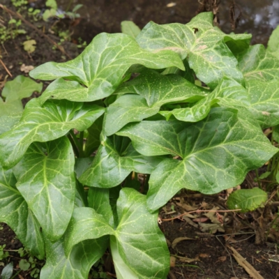 Arum italicum (Italian Arum) at Sullivans Creek, Turner - 6 Apr 2023 by ConBoekel