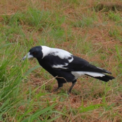 Gymnorhina tibicen (Australian Magpie) at City Renewal Authority Area - 6 Apr 2023 by ConBoekel