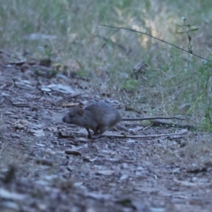 Rattus rattus at Seven Hills, NSW - 21 Jun 2023