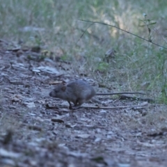 Rattus rattus (Black Rat) at Seven Hills, NSW - 21 Jun 2023 by H2Rider