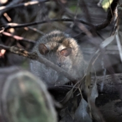 Rattus rattus at Seven Hills, NSW - 21 Jun 2023