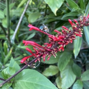 Amegilla sp. (genus) at The Gap, QLD - suppressed