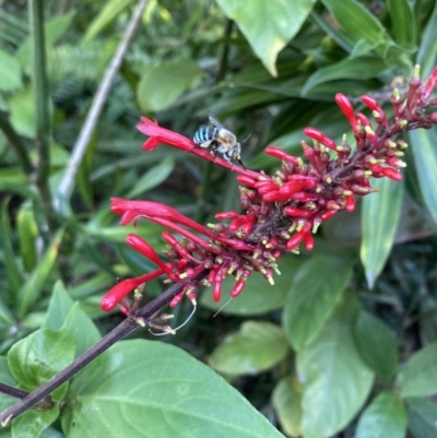 Unidentified Bee (Hymenoptera, Apiformes) at The Gap, QLD - 3 Apr 2023 by PPNN