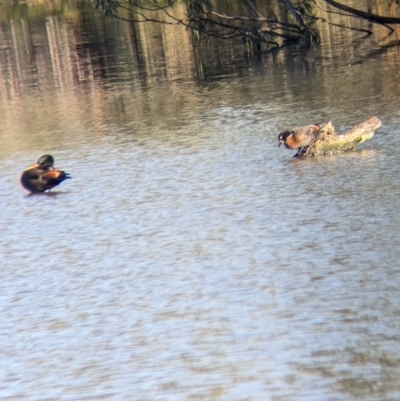 Tadorna tadornoides (Australian Shelduck) at Splitters Creek, NSW - 21 Jun 2023 by Darcy