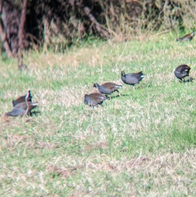 Gallinula tenebrosa (Dusky Moorhen) at Splitters Creek, NSW - 21 Jun 2023 by Darcy