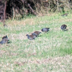 Gallinula tenebrosa at Splitters Creek, NSW - 21 Jun 2023