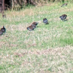 Gallinula tenebrosa at Splitters Creek, NSW - 21 Jun 2023 02:04 PM