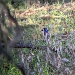 Ceyx azureus (Azure Kingfisher) at Albury - 21 Jun 2023 by Darcy