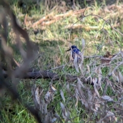 Ceyx azureus (Azure Kingfisher) at Wonga Wetlands - 21 Jun 2023 by Darcy