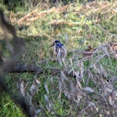 Ceyx azureus at Splitters Creek, NSW - 21 Jun 2023 02:35 PM